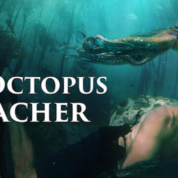 My Octopus Teacher: science communication and storytelling